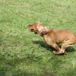 ...nakonec ten micek dohnal